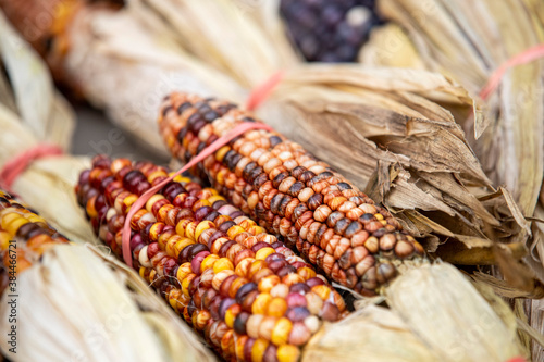 A display of autumn colored corn at a farmers market