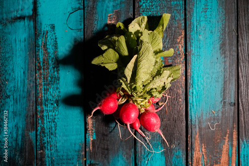 radish bunch on wooden old rustic blue table