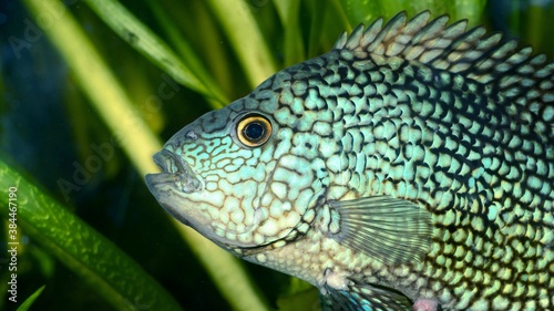 tropical fish in aquarium