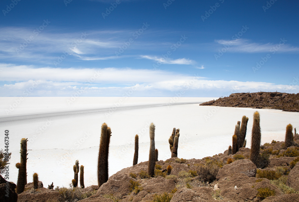 Cacti in front of Salar de Uyuni in Bolivia Cacti in front of Salar de Uyuni in Bolivia