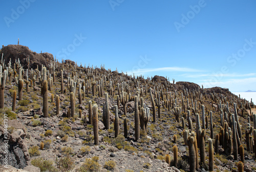 Cacti on Salar de Uyuni in Bolivia