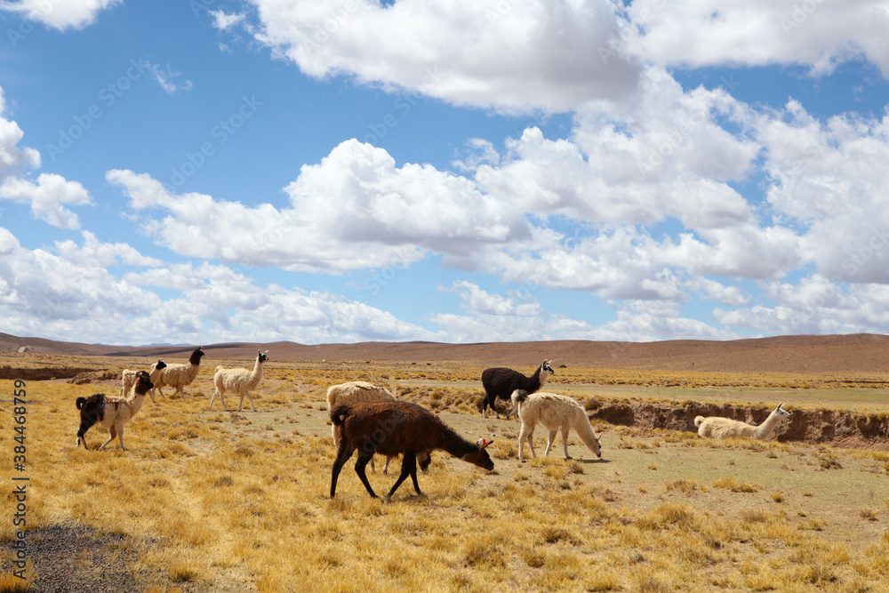 Llamas graze near Salar de Uyuni in Bolivia