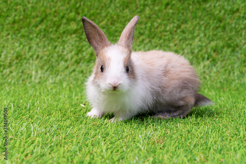 Adorable little white and brown rabbit with book sitting on artificial green grass. Newborn fluffy bunny cute on the claws. Easter animal concept.
