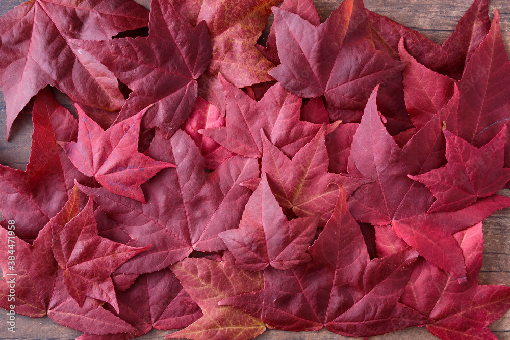 custom made wallpaper toronto digitalCollection of red fall leaves on dark wood, as a nature background
