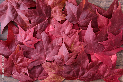 Wallpaper Mural Collection of red fall leaves on dark wood, as a nature background
 Torontodigital.ca