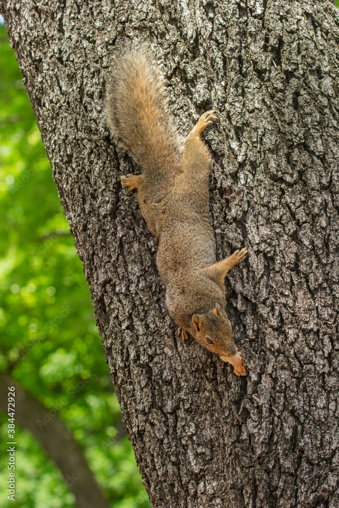 squirrel on tree squirrel on tree