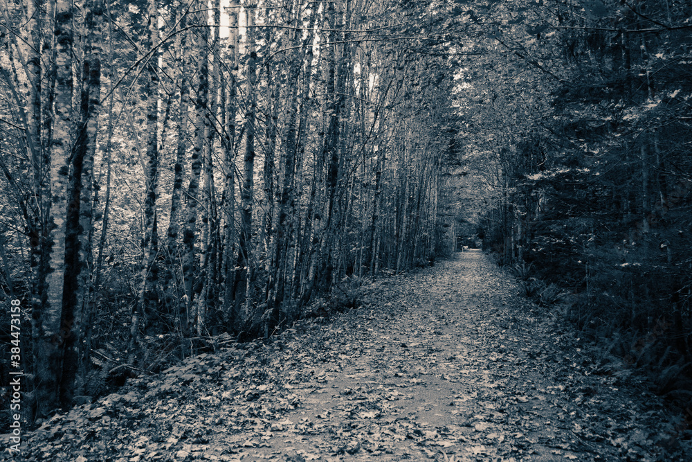 Fototapeta premium A park trail in fall.