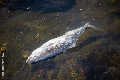dead fish in the water