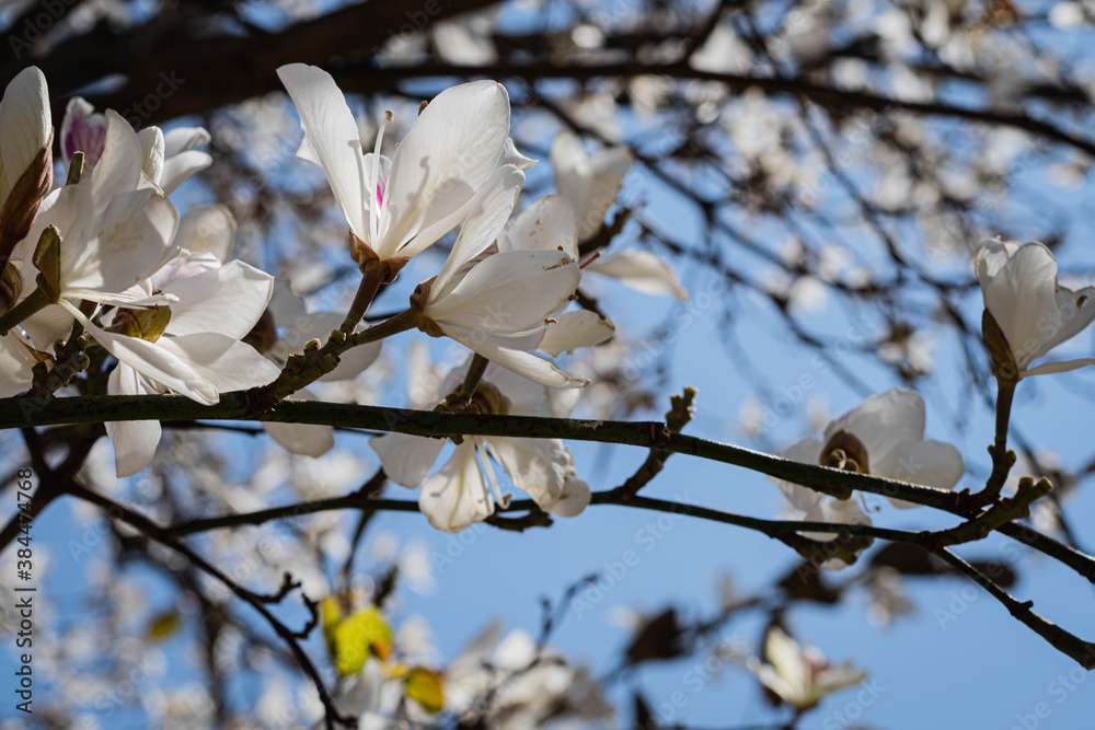 árbol de cherry blossom cerezo sakura o magnolia