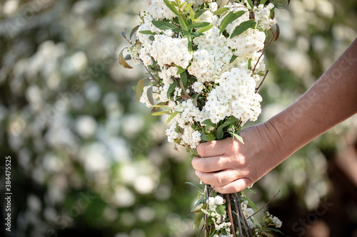 Single hand holding bunch of white flowers with actual shrub in background. Reeve's spiraea.