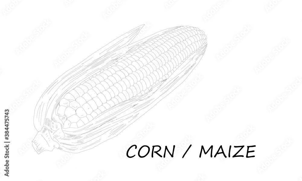 Vector illustration of hand skecth of corn or maize. Corn is a starchy