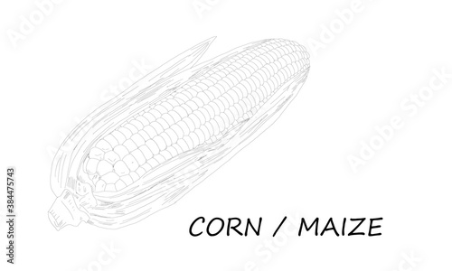 Vector illustration of hand skecth of corn or maize. Corn is a starchy vegetable and cereal grain that has been eaten all over the world for centuries. Detailed vegetarian food drawing. © Jaiz Anuar