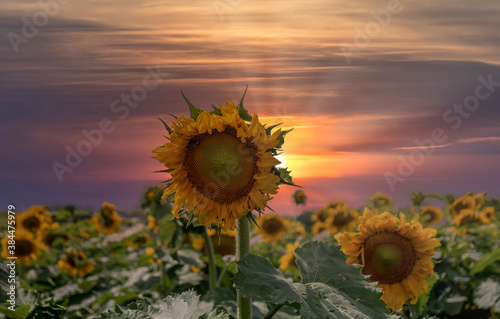 sunflowers bow flower heads  under a  setting sun
