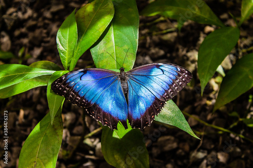 Blue morpho (morpho peleides) on green nature background.