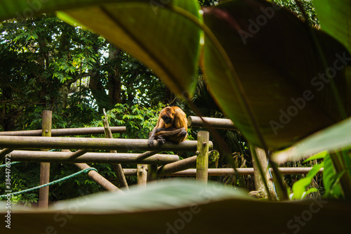 Mono en zoológico de Costa Rica 