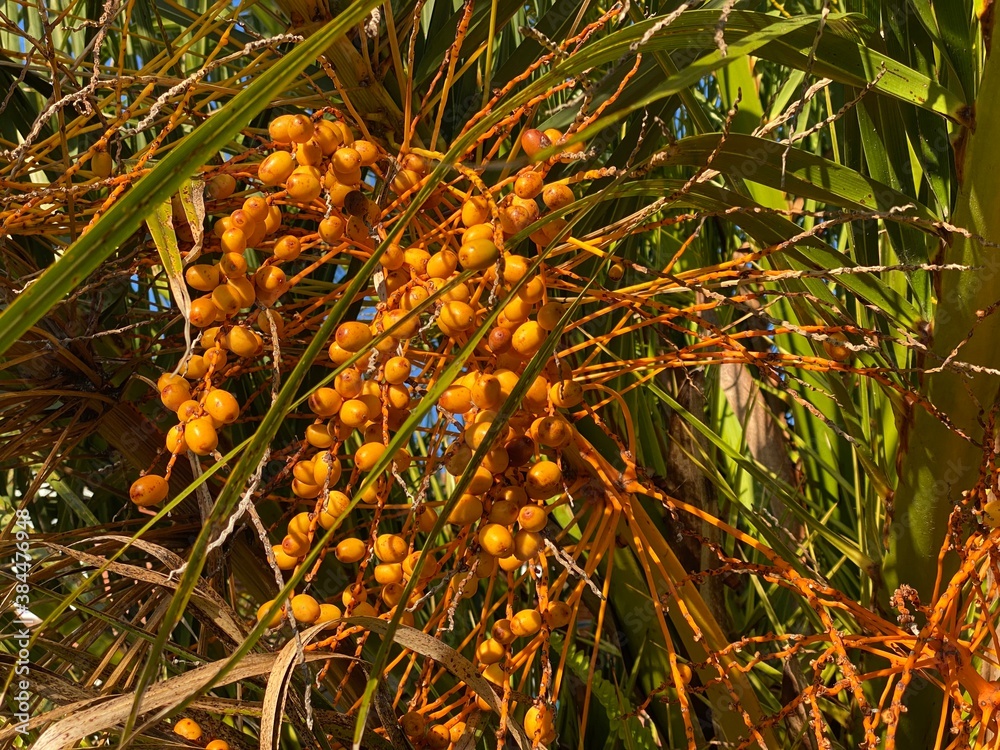 Photo of Fruit of Phoenix Canariensis or Canary Island Date Palm