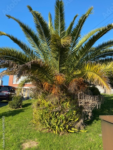 Photo of the Plant Phoenix Canariensis or Canary Island Date Palm photo