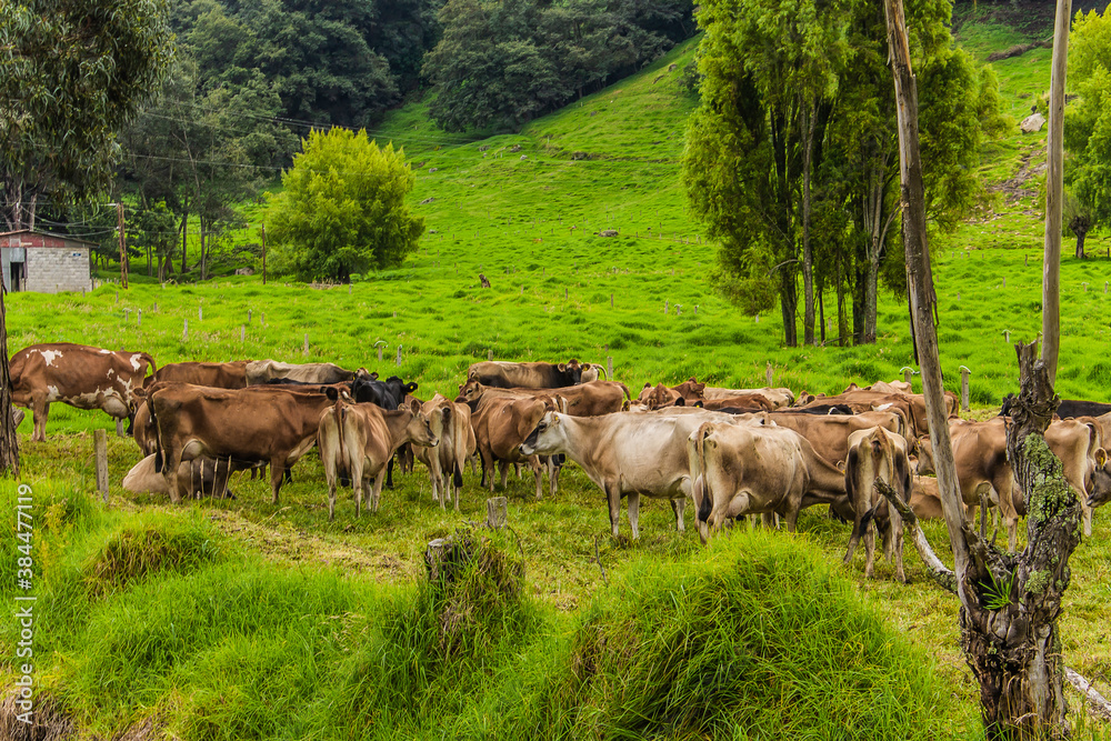 Retrato a vaca Jersey Lechera en Costa Rica