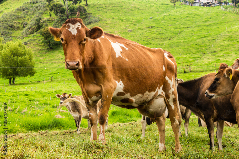 Retrato a vaca Jersey Lechera en Costa Rica
