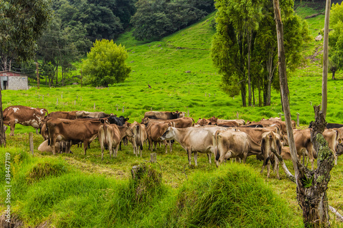 Retrato a vaca Jersey Lechera en Costa Rica