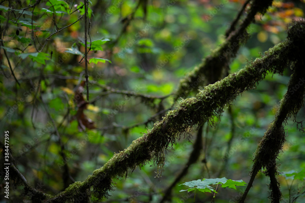 Forest Forest