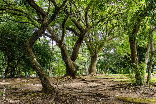 Bosque frondoso Costa Rica © Eduarte33