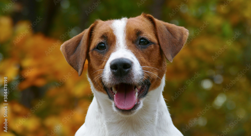 Beautiful terrier puppy outdoors in park