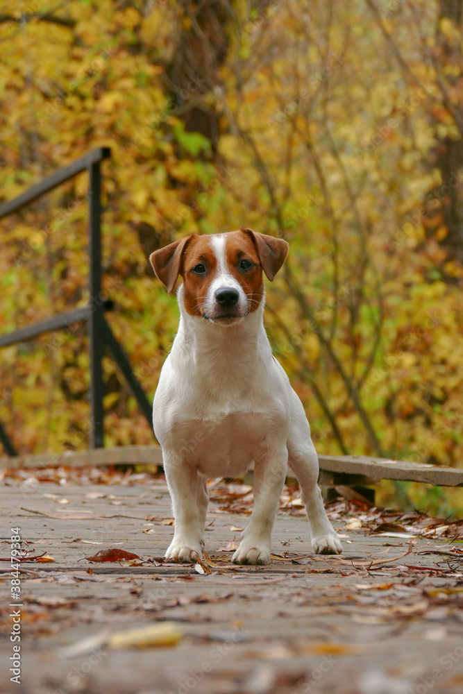 Beautiful terrier puppy outdoors in park Beautiful terrier puppy outdoors in park