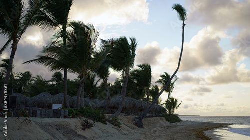 Tall trees on the beach in the Dominican Republic