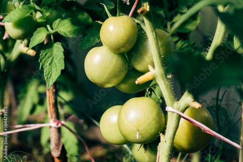 Bunch of big green tomatoes on a bush