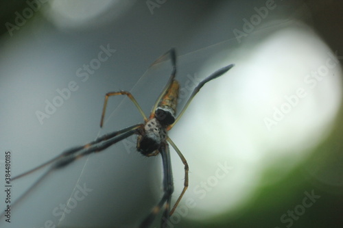 spider on the web © Wahyudin