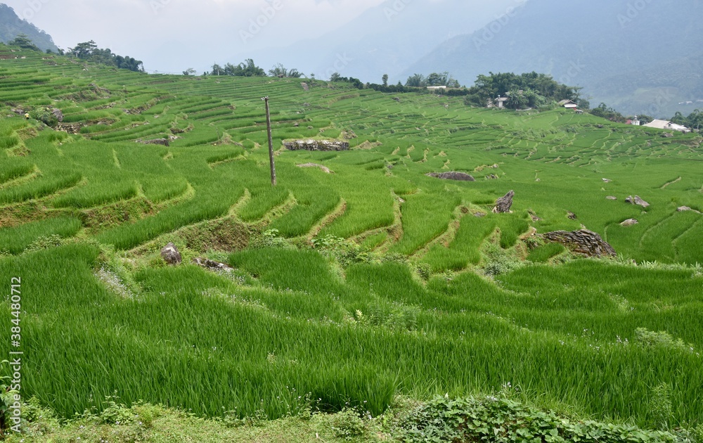 Mountainside Rice Terraces with Tall Grass in Summer, Sa Pa, Vietnam 2