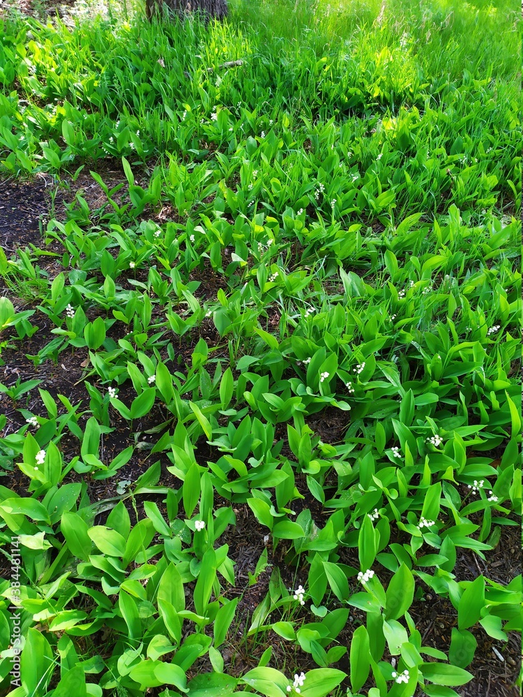 green leaves background