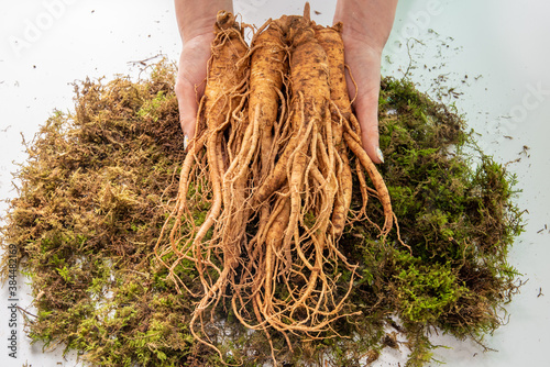 Korean ginseng in the hands of women