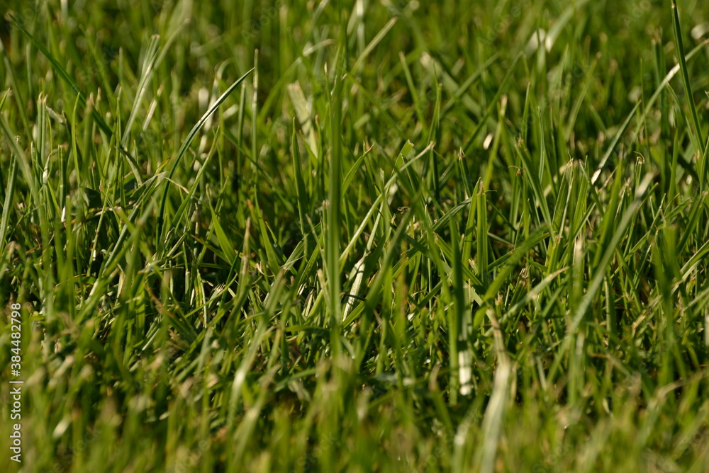 green grass, lawn in the garden. Gardening, landscaping green grass, lawn in the garden. Gardening, landscaping