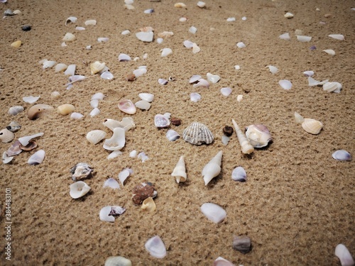 Seashells are on the sandy beach.