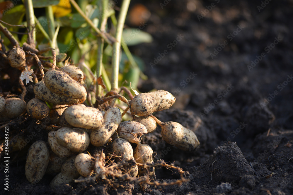Fresh peanuts plants with roots Fresh peanuts plants with roots