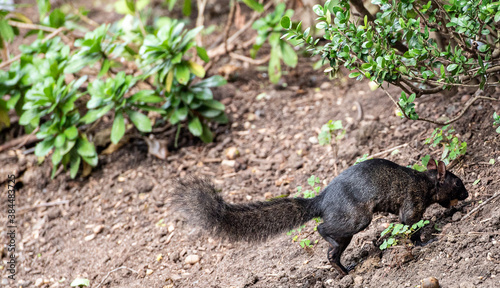 Black Fur on a Squirrel Foraging in a Field of Grass
