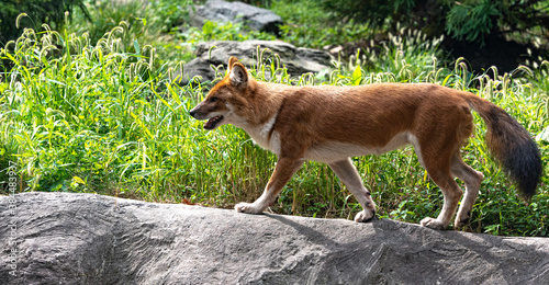 Orange and white Fur on a Dhole Asian Wild Dog in a Field