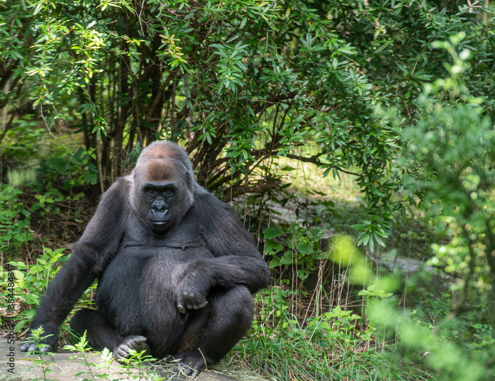Earth Toned Fur on a Mountain Gorilla in a Field Earth Toned Fur on a Mountain Gorilla in a Field