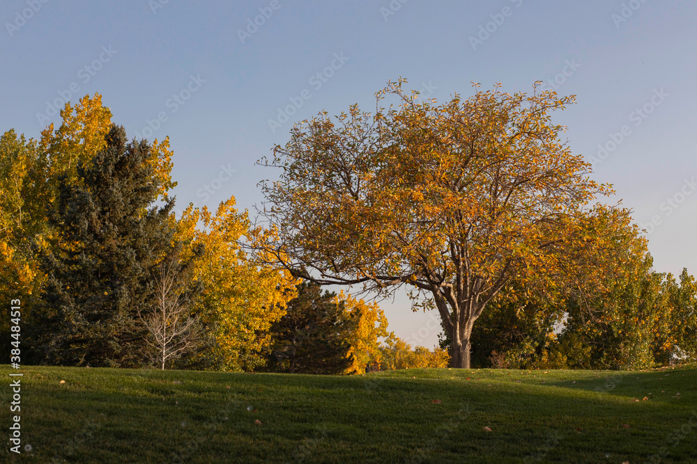 fall tree colors