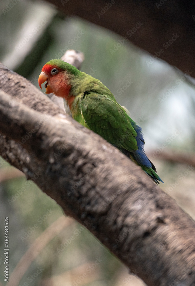 Red, Orange, and Green Plumage on a Red Faced Lovebird on a Branch