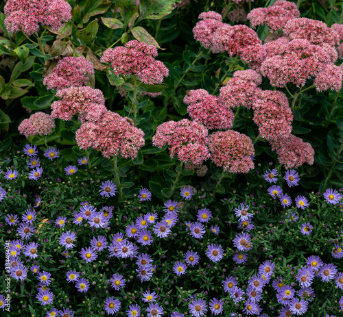 Purple Showy Asters and Pink Joe Pye Blooms