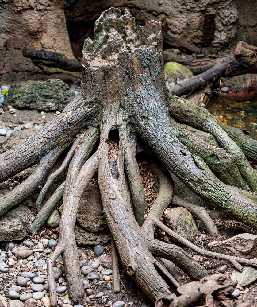 Tree Trunks and Roots at the Water's Edge Tree Trunks and Roots at the Water's Edge