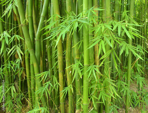 green bamboo with leaves in the forest