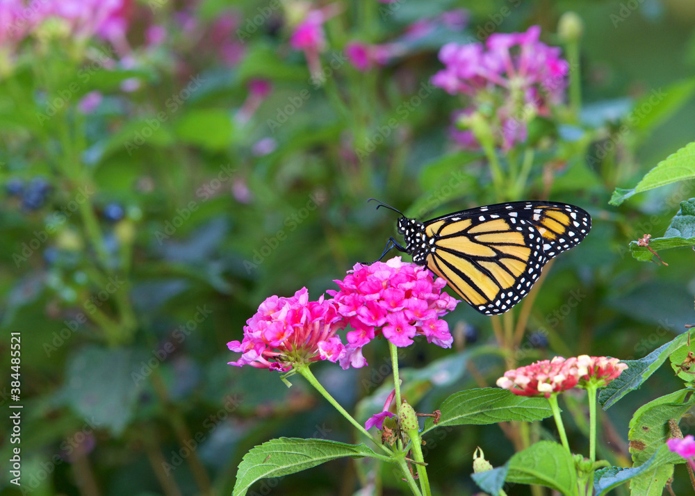 Close up profile view of one Monarch butterfly sitting on pink lantana flowers.