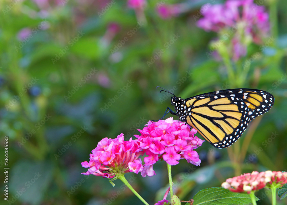 Close up profile view of one Monarch butterfly sitting on pink lantana flowers. Close up profile view of one Monarch butterfly sitting on pink lantana flowers.