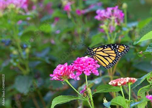 Close up profile view of one Monarch butterfly sitting on pink lantana flowers. © sheilaf2002