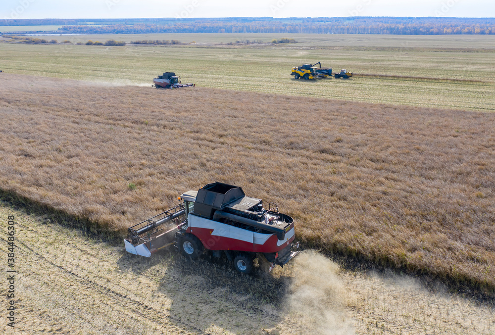 Obraz premium Combine harvesters gathering grain from fields in Siberia, Russia in autumn