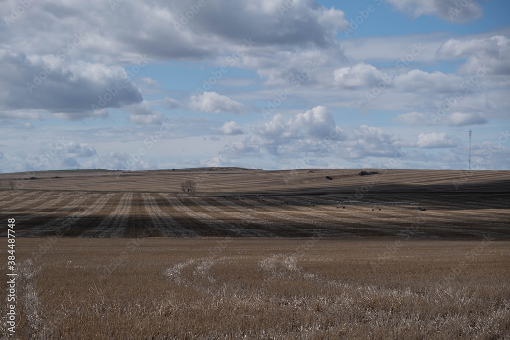 Obraz premium field of wheat